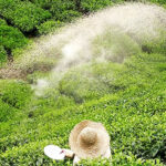 තේ පොහොර සහනාධාරය දෙගුණයකින් ඉහළට