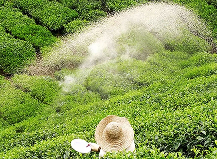 තේ පොහොර සහනාධාරය දෙගුණයකින් ඉහළට